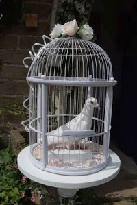Heavens a Dove, doves for weddings, funerals, all occasions. 1102950 Image 1